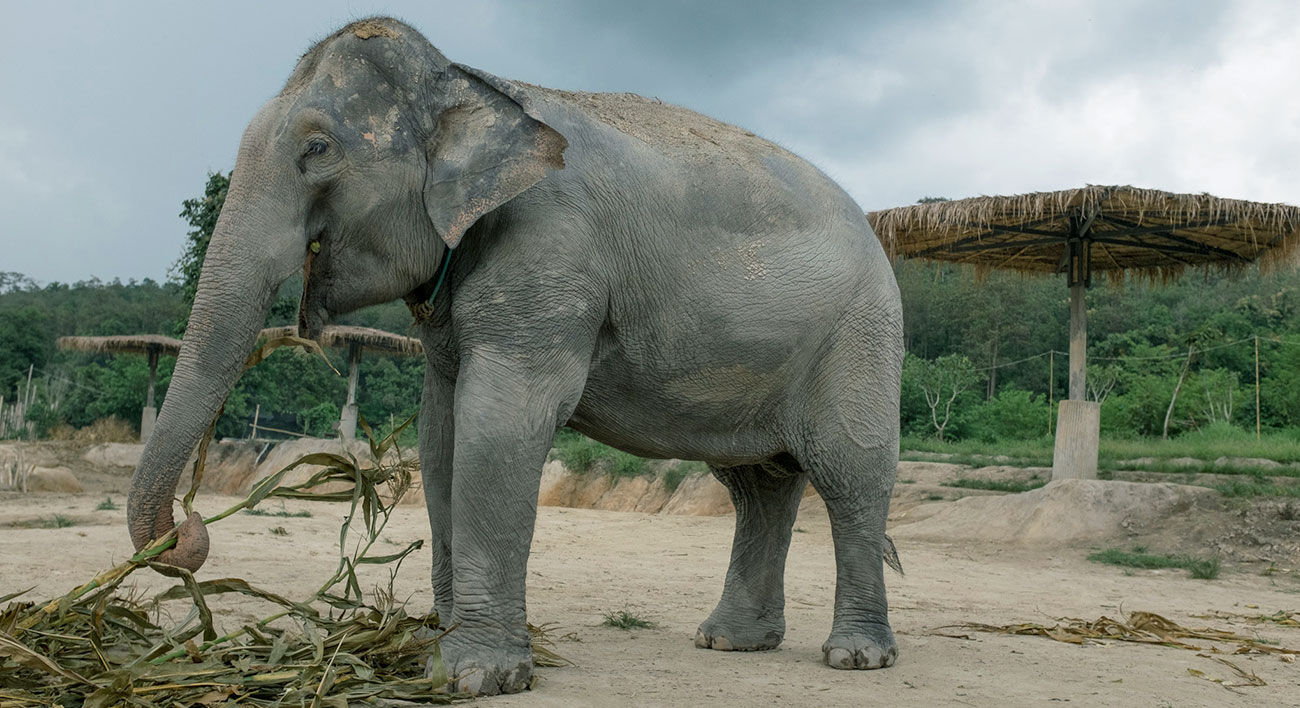 nasza misja shitelephant dorosły słoń